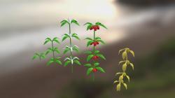 life cycle of angiosperm plant 3D Models | Page 1 | STLFinder