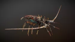 Panulirus argus