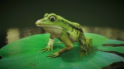 Pelophylax Lessonae