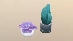 Succulents