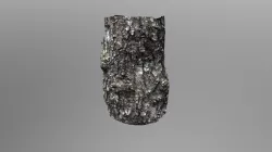 Tree Bark