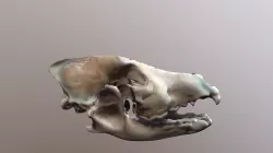 Wolf Skull And Jawbone (8,000 Years Old)