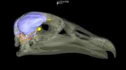 Andean condor skull & brain (USNM 346633)