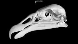 Andean condor skull (USNM 346633)