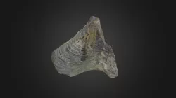 Bivalve: Myalina copei (PRI 50306)