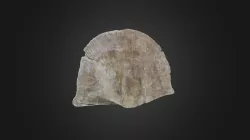 Brachiopod: Derbyia buchi (PRI 50612)