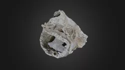 Brachiopod: Hercosia uddeni (PRI 45537)