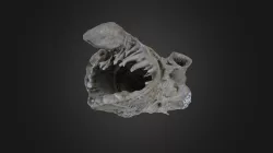 Brachiopod: Hercosia uddeni (PRI 45537)