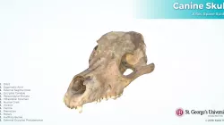 Dog Skull