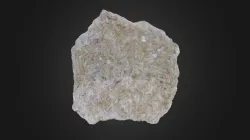 Foraminifera: Fusulina sp. (PRI 49886)