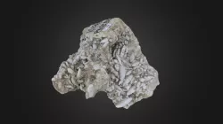 Foraminifera: Zellia and Parafusulina (PRI)