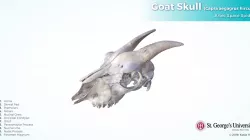 Goat Skull
