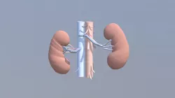 Human Kidney Model