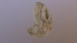 prehistoric shell