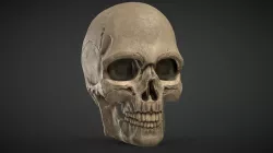 Realistic Human Skull study