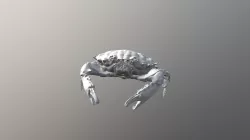 Reef Crab