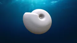 Sphereocone Shell of an Ammonite