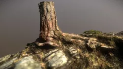 Tree and Rocks