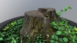 Tree stump