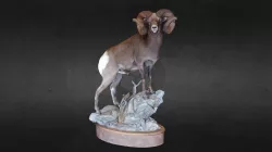 World Record Big Horn Sheep