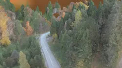 Autumn forest
