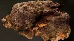 Big rock 1