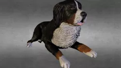 Cane Zampa
