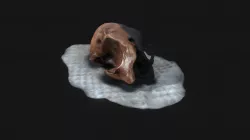 Cat Skull
