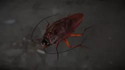 Cockroach