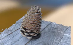 Coulter Pine Cone -  Pinus coulteri