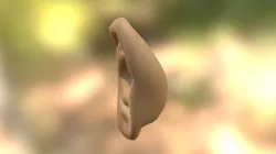 Ear