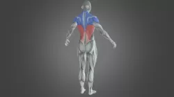 Female Bodybuilder Muscle Involved
