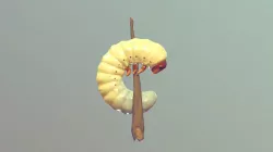 Grub