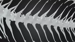 Hardhead Snailfish (Lopholiparis flerxi)