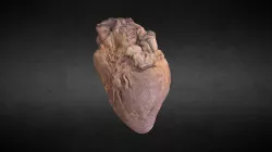 Human Heart/Corazón Humano