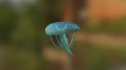 Jellyfish