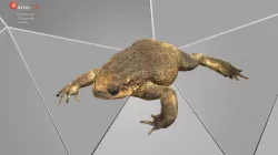 Large Female Cane Toad