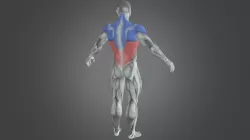 Male Bodybuilder Muscle Involved