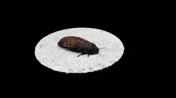 Model 14 - Madagascar hissing cockroach