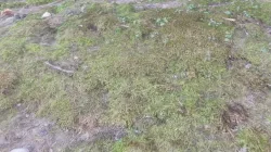 moss