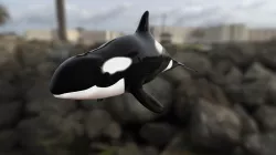 Orca Whale