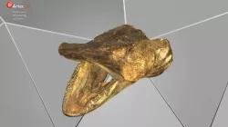 Pike Fish Head