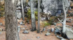 Pine trees and rocks