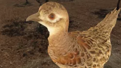 Ring Necked Pheasant - Female