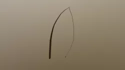 Rod