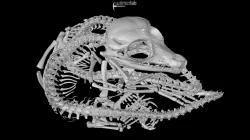 saltwater croc - craniopagus conjoined twins
