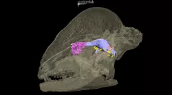 Stegoceras: pachycephalosaur endocast&turbinates