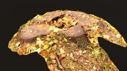 Stump 1