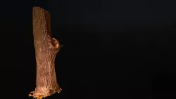 Tree 1