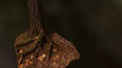 Tree 3